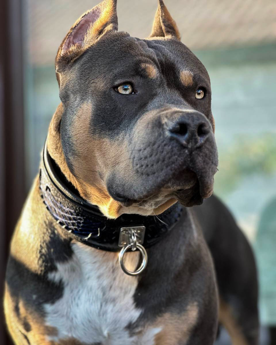 The ''Indigo'' collar